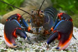 Cherax alyciae BlueBlack Kong crayfish - immagine 3