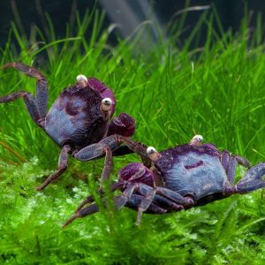 Geosesarma spp. Bogorensis