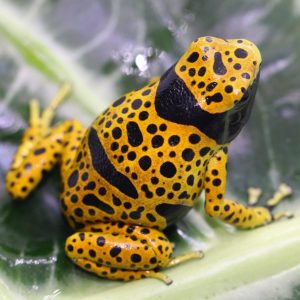 Dendrobates leucomelas var.Bolivar