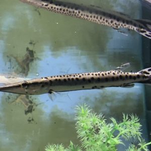 BOULENGERELLA MACULATA