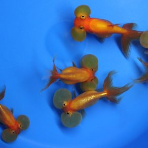 Bubble Eye Goldfish Occhi a Bolla