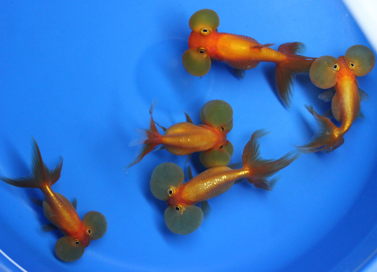 Bubble Eye Goldfish Occhi a Bolla - immagine 2