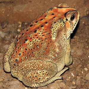 Duttaphrynus (EX- Bufo) melanostictus