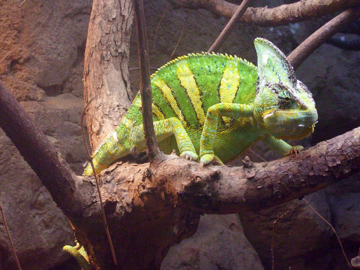 Chamaeleo calyptratus Camaleonte Velato - immagine 3