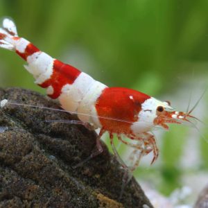 Caridina red crystal