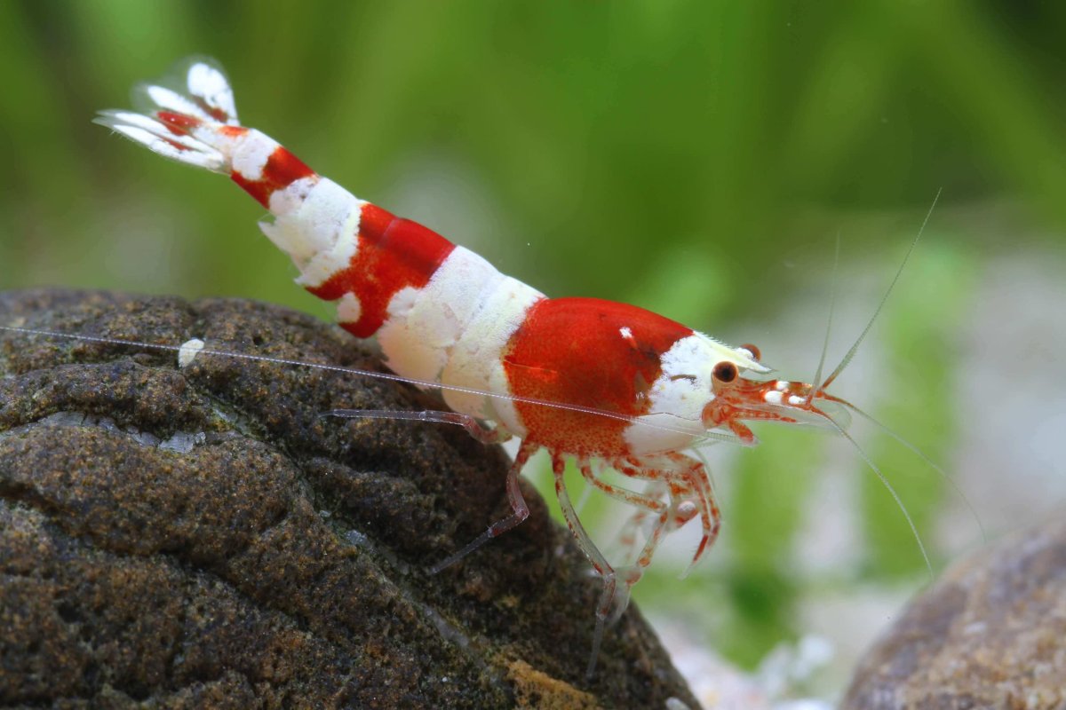 Caridina red crystal - immagine 2