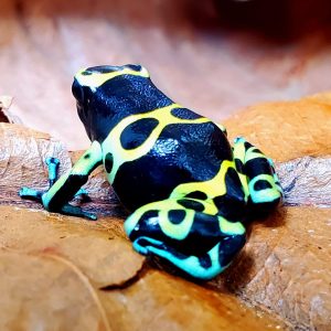 Dendrobates leucomelas var. Cerro Autana