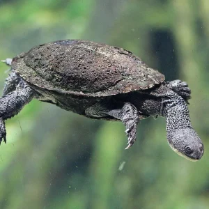 Macrochelodina rugosa (ex siebenrocky)