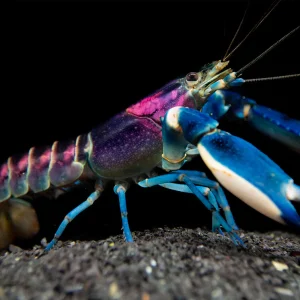 Cherax pulcher Violet