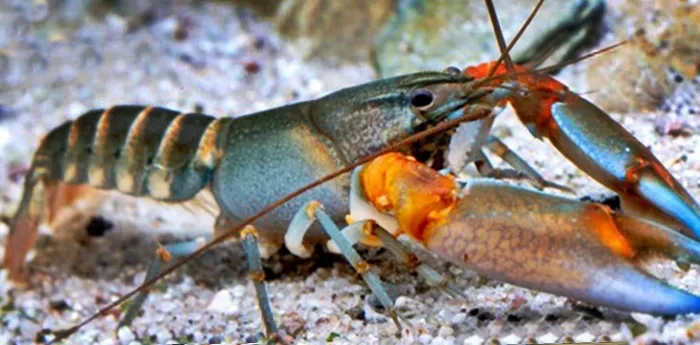 Cherax peckni papua zebra L - immagine 3