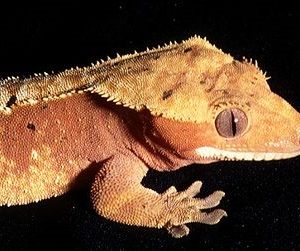 Correlophorus ciliatus – geko ciliato