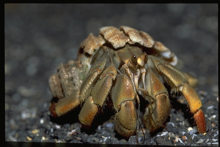 Coenobita compressus Paguro terrestre - immagine 3
