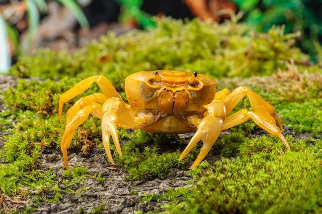 Banana Crab – Terrathelphusa spp. - immagine 3