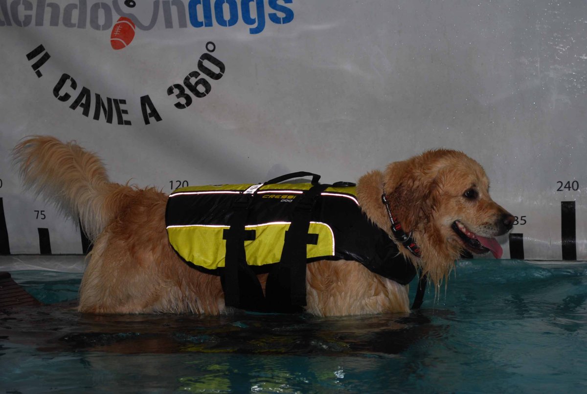 SALVAGENTE PER CANI GRANDE – DOG LIFE JACKET – - immagine 7