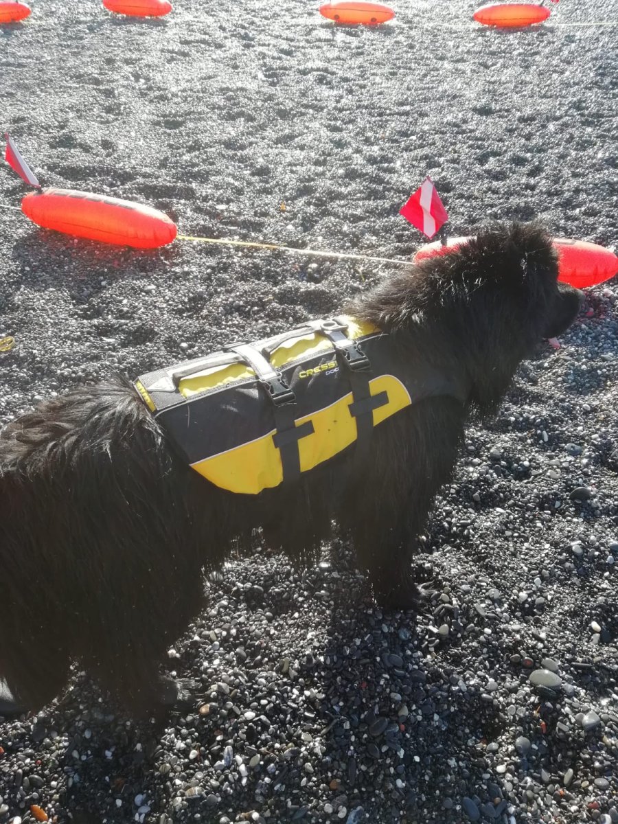 SALVAGENTE PER CANI GRANDE – DOG LIFE JACKET – - immagine 5