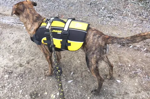 SALVAGENTE PER CANI GRANDE – DOG LIFE JACKET – - immagine 4