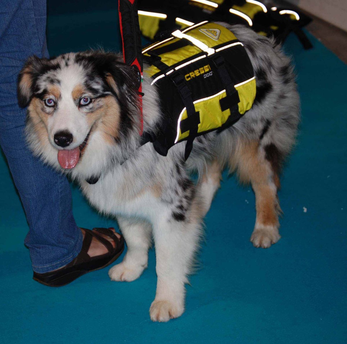 SALVAGENTE PER CANI GRANDE – DOG LIFE JACKET – - immagine 9