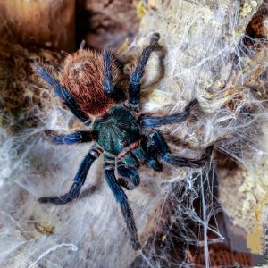 Chromatopelma cyaneopubescens femmina con Habitat