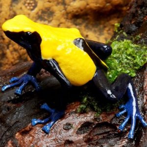 Dendrobates tinctorius var. Citronella