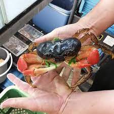 Discoplax magna - immagine 2