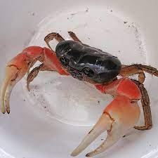 Discoplax magna - immagine 3