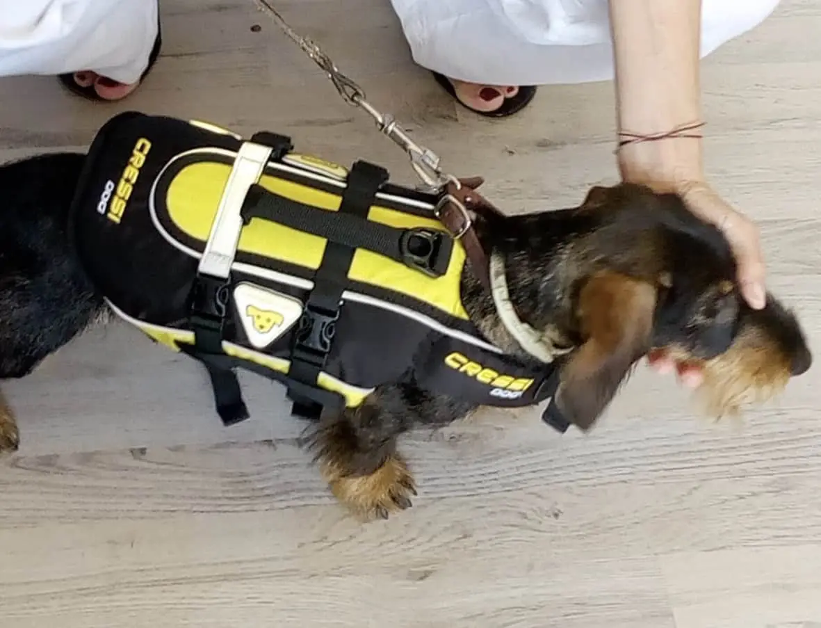 SALVAGENTE PER CANI – DOG LIFE JACKET – MICRO - immagine 3