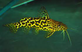 Synodontis shoudtedeini
