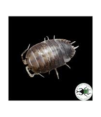 Isopodi per terrari bioattivi - immagine 2