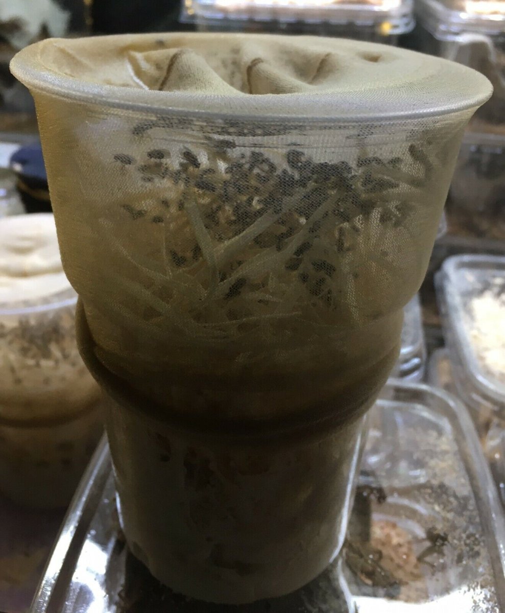 Drosophyla hydei drosofile attere - immagine 3