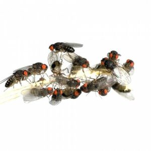 Drosophyla hydei  drosofile attere