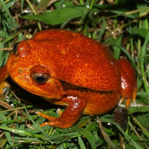 Dyscophus guineti Rana pomodoro