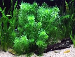 EGERIA DENSA (ELODEA SPP) Pianta ossigenante