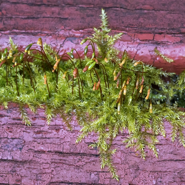Leptodictyum riparium “Stringy Moss” in cup/vitro - immagine 5