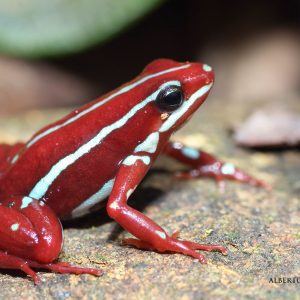 Epipedobates anthonyi