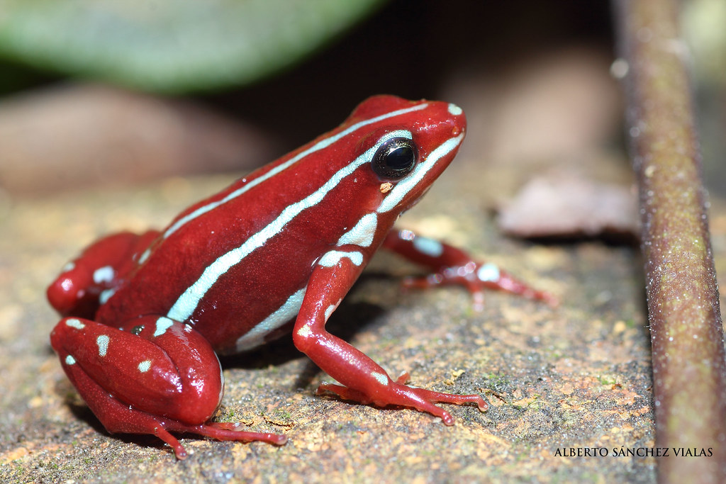 Epipedobates anthonyi - immagine 2