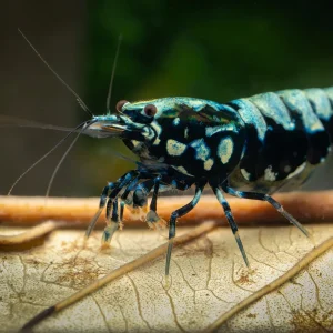 Caridina Black Galaxie Fishbone