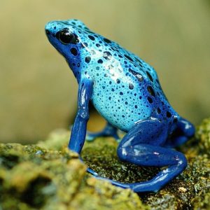 DENDROBATES TINCTORIUS var.AZUREUS