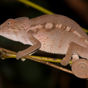 Furciper pardalis femmina Camaleonte pantera