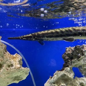 Atractosteus spatula xl