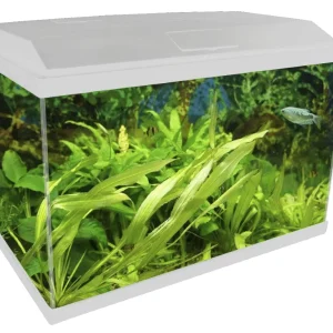 BluBios Acquario GENIUS 60