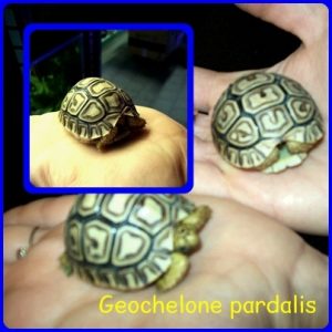 GEOCHELONE PARDALIS Tartaruga leopardo