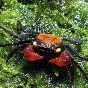 Geosesarma Red devil – Dennerle Granchio terricolo – acquatico