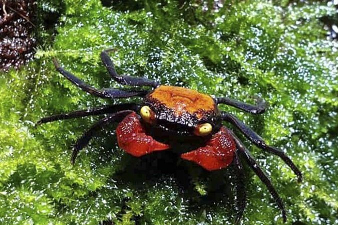 Geosesarma Red devil – Dennerle Granchio terricolo – acquatico