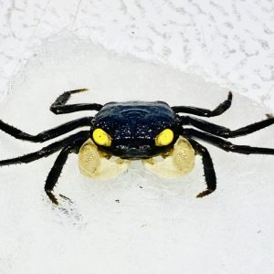 Geosesarma Purple-White Golden Eye Granchio terricolo-acquatico