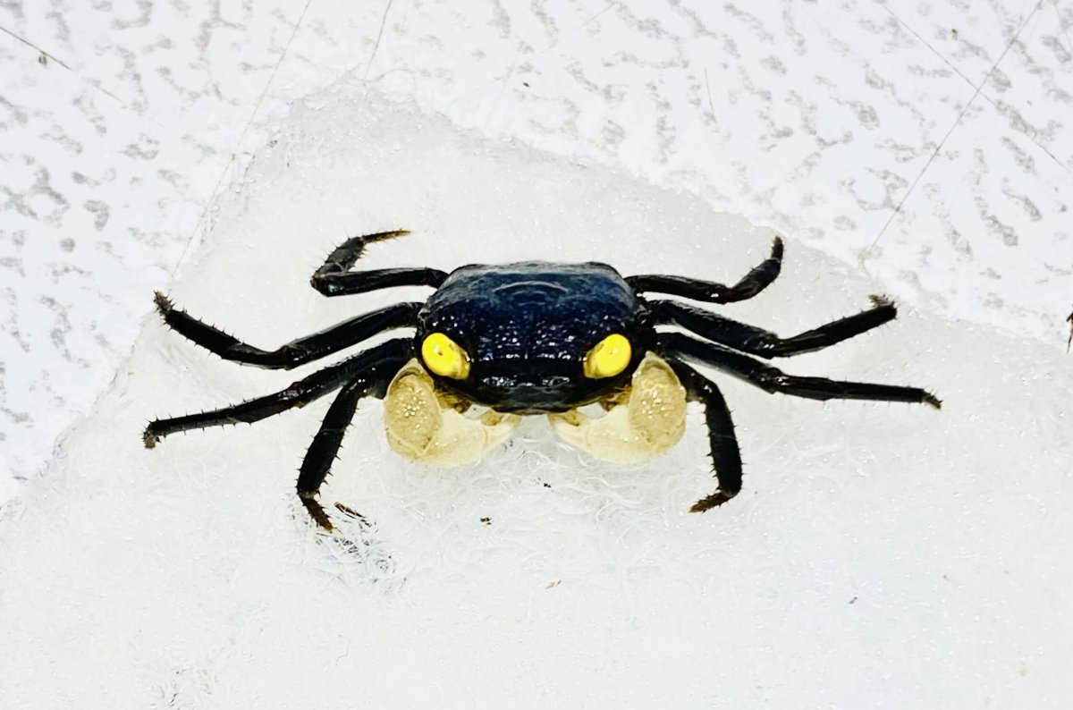 Geosesarma Purple-White Golden Eye Granchio terricolo-acquatico - immagine 2