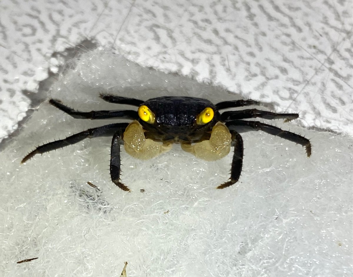 Geosesarma Purple-White Golden Eye Granchio terricolo-acquatico - immagine 3