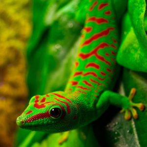 PHELSUMA MADAGASCARIENSIS GRANDIS