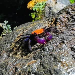 Geosesarma Halloween-  Granchio terricolo – acquatico