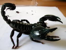 Heterometrus petersii Femmina - immagine 2