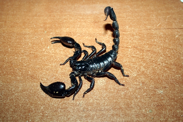 Heterometrus petersii Femmina - immagine 4